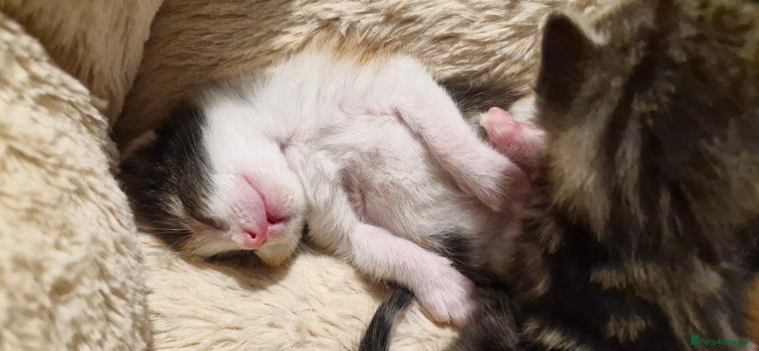 Mixed Breed cats for sale: Kittens looking for their forever homes - Advert 3