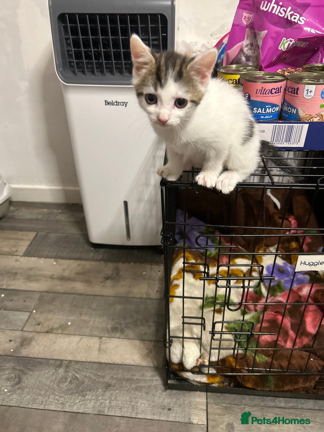 Mixed Breed cats for sale: Kittens are ready now 8 weeks old  - Advert 6