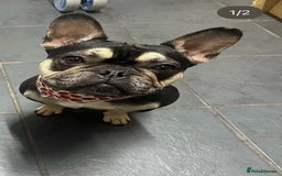 French Bulldog dogs for sale: Male French Bulldog  - Image 5