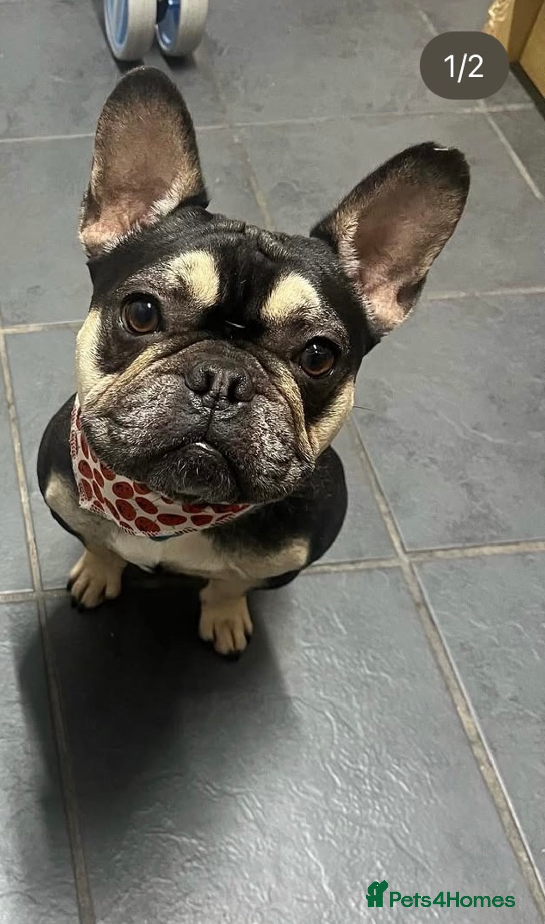 French Bulldog dogs for sale: Male French Bulldog  - Image 5