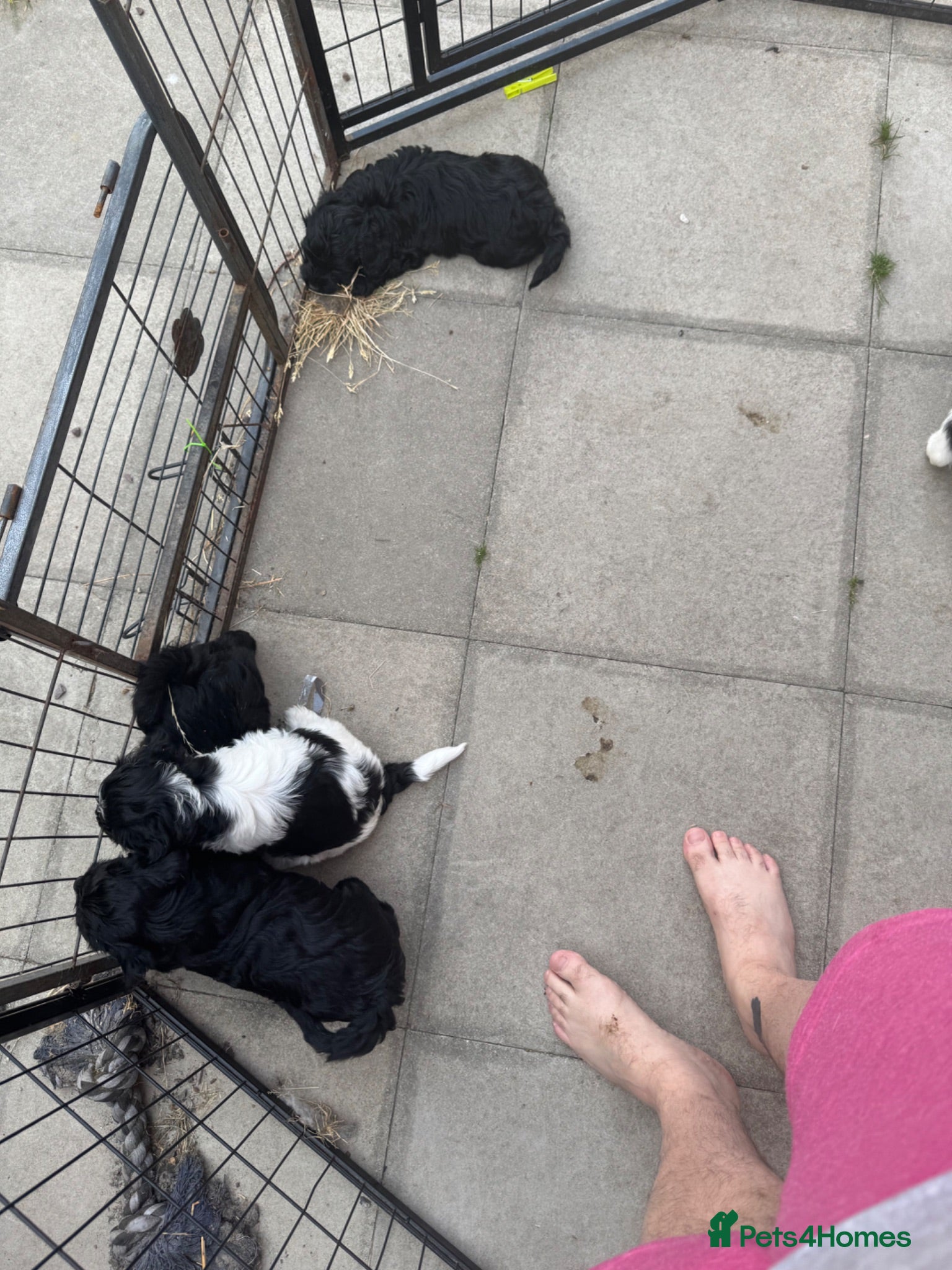 Mixed Breed dogs Springer-Poo puppies - Advert 2