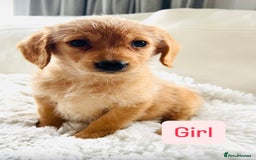 Labradoodle dogs for sale: Gorgeous F1 Labradoodle puppies  - Image 9