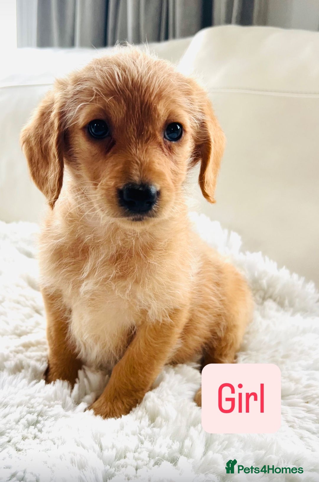 Labradoodle dogs for sale: Gorgeous F1 Labradoodle puppies  - Image 9
