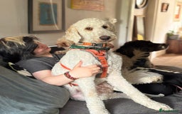 Goldendoodle dogs for adoption: Hamish – Ready for His Forever Home - Image 2