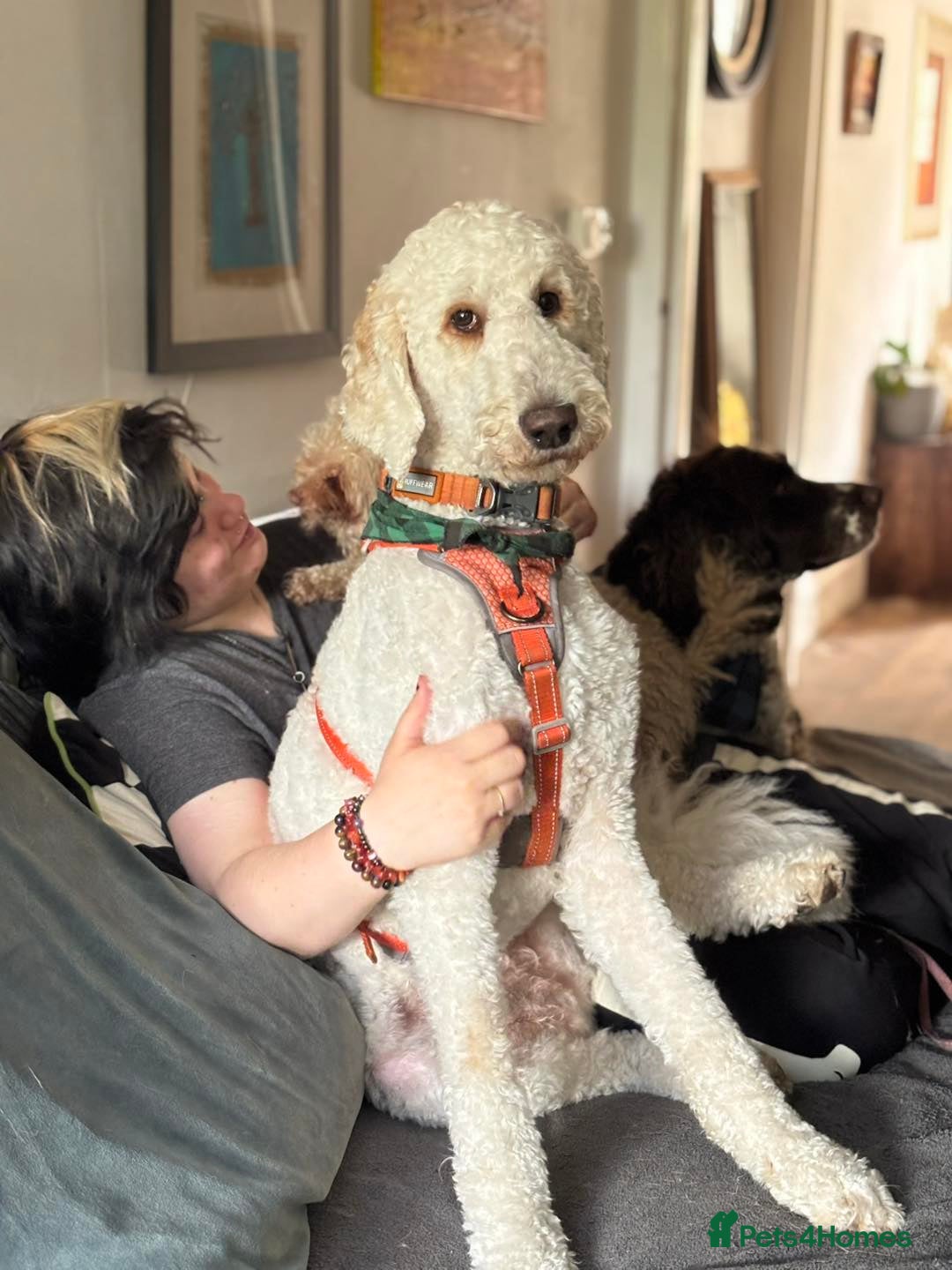 Goldendoodle dogs for adoption: Hamish – Ready for His Forever Home - Image 2