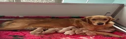 Golden Retriever dogs for sale: Maple & Jasmine beautiful healthy chunky girls  in Doncaster - Advert 11