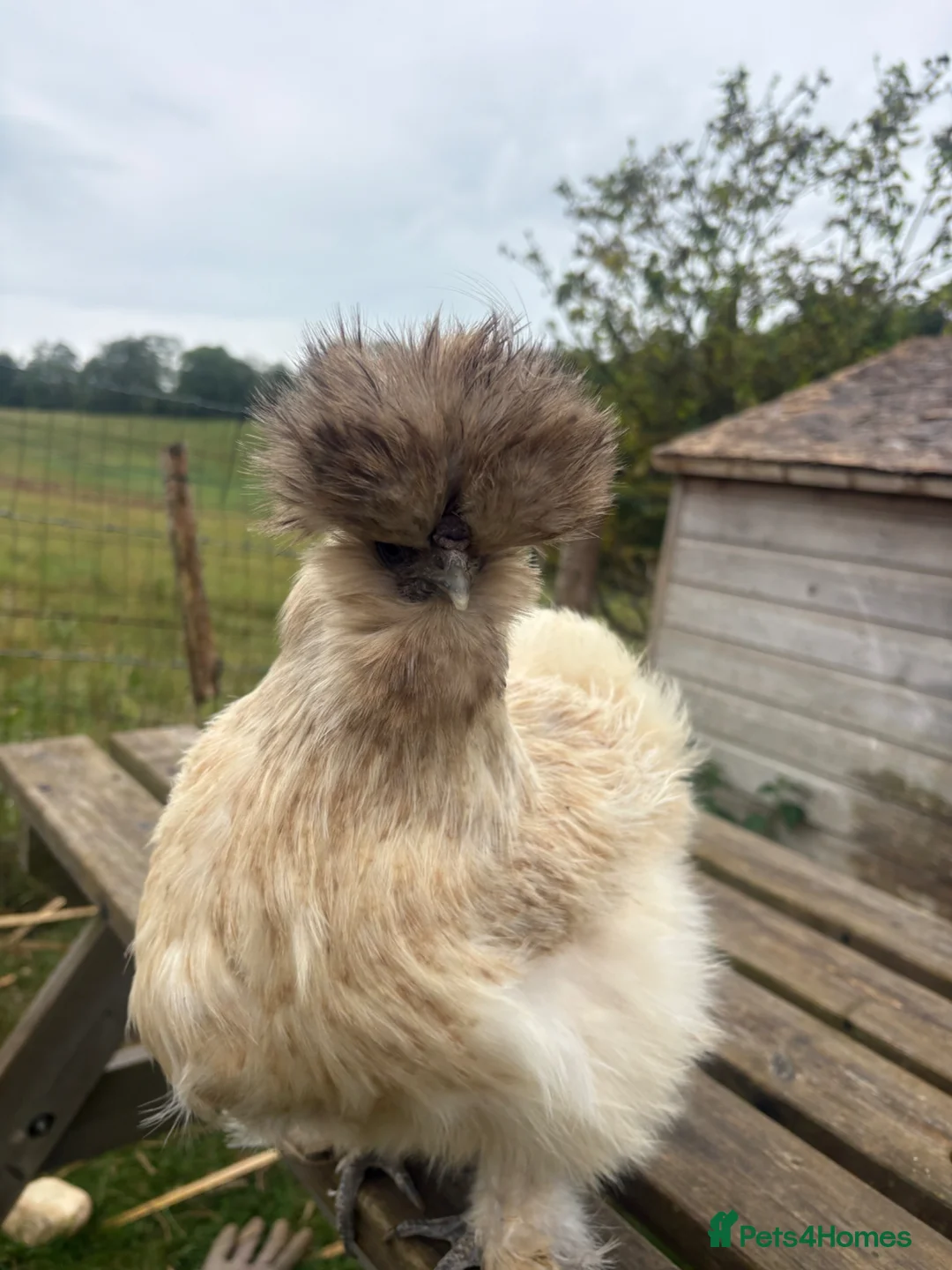 Chickens poultry for sale: USA silkie chicks and Hens  - Advert 2
