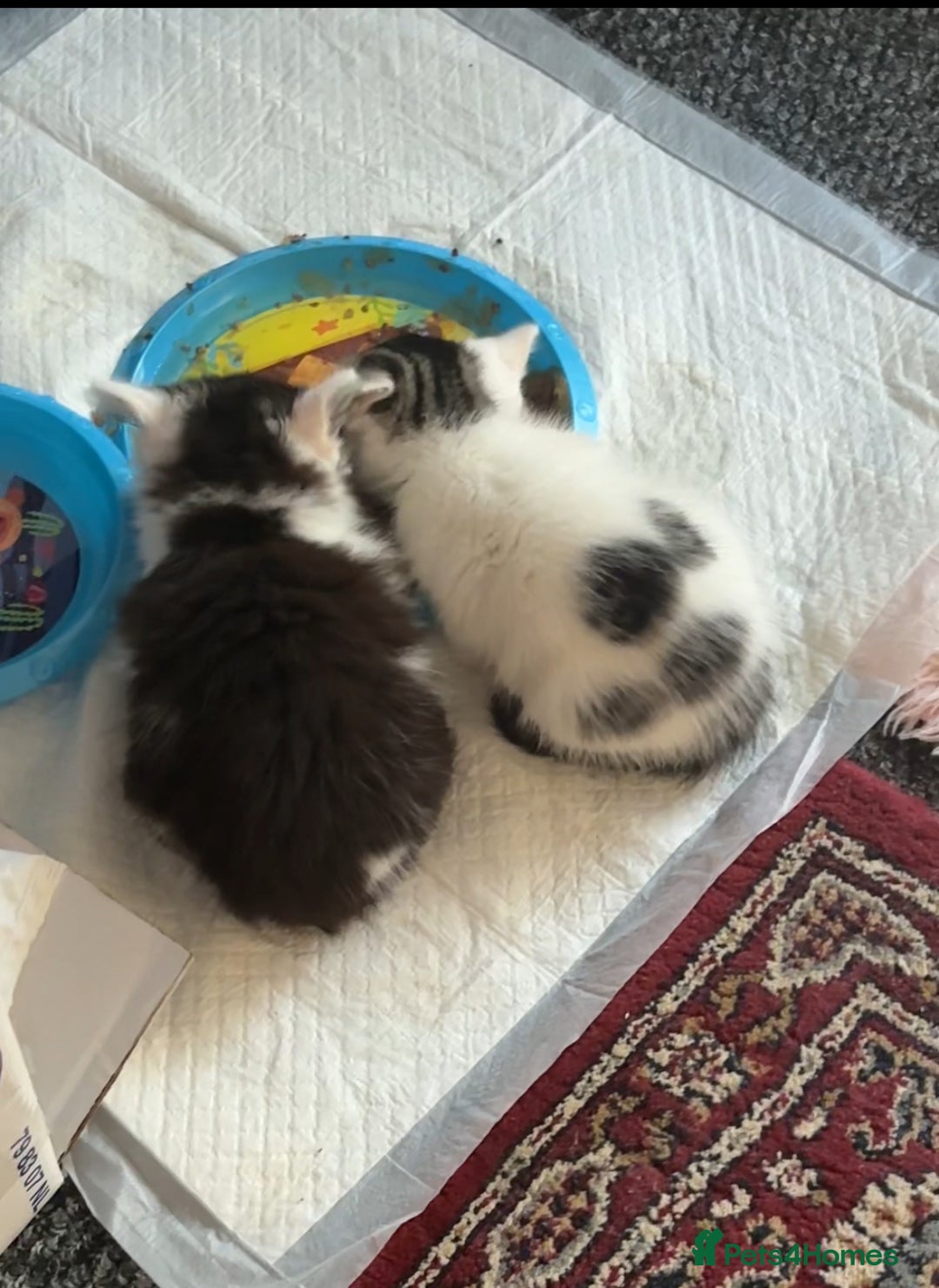 British Shorthair cats for sale: Adorable Kittens Looking for a Loving Home - Image 4