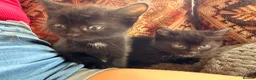 Mixed Breed cats for sale: Mane coon cross kittens  - Advert 15