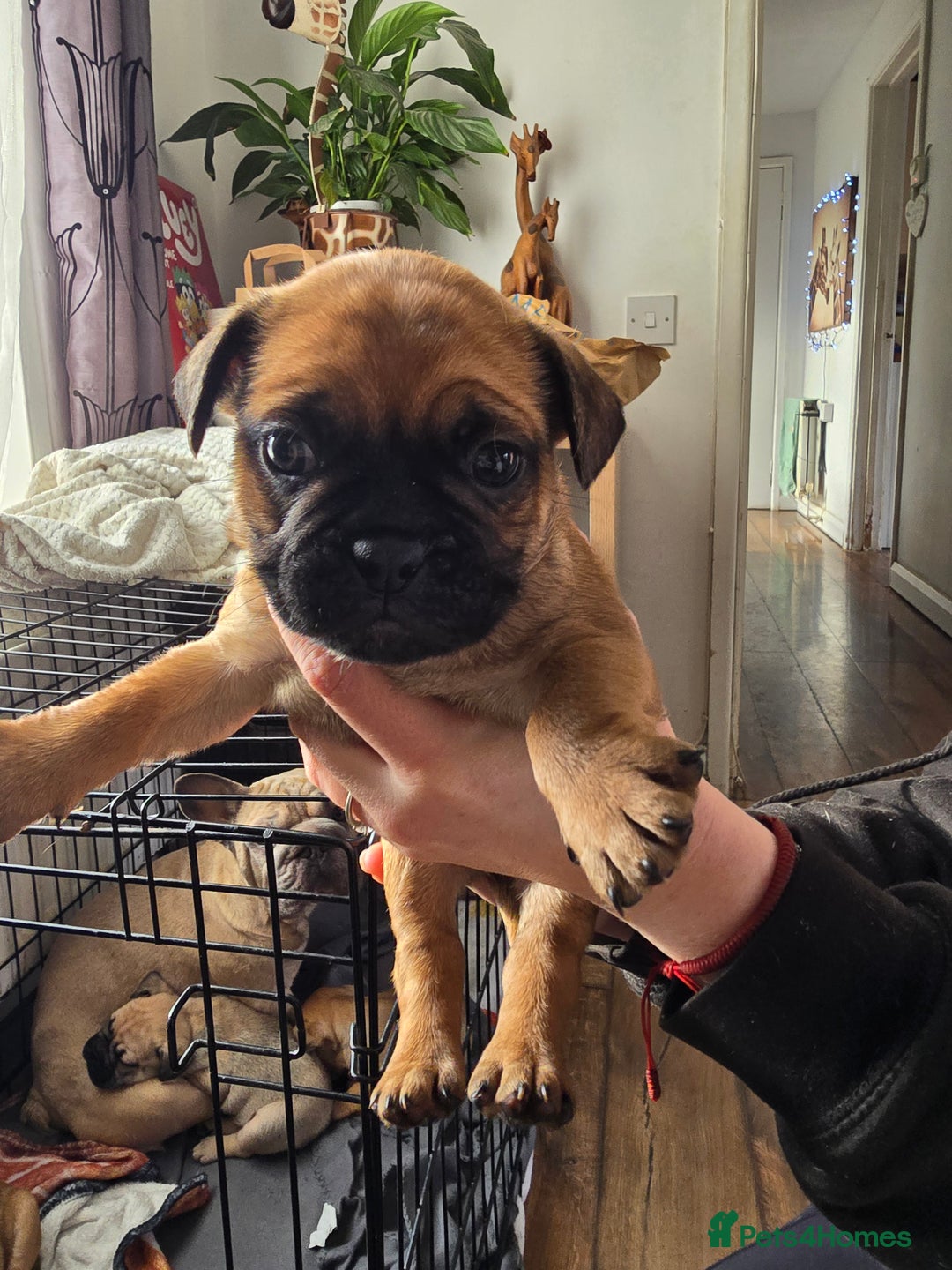 Frug dogs for sale: French bulldog x pug - Advert 4
