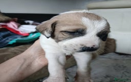 Mixed Breed dogs for sale: Puppies - Image 10