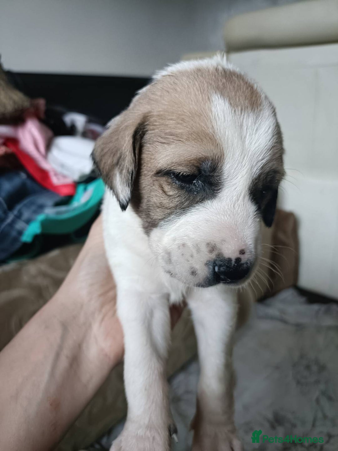 Mixed Breed dogs for sale: Puppies - Image 10