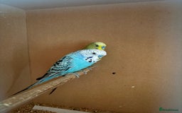 Budgerigars birds for sale: Budgies, mixed colours, only afew left now - Image 5