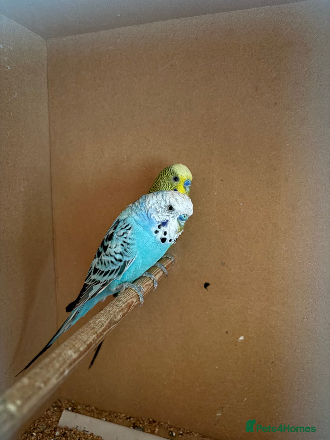 Budgerigars birds for sale: Budgies, mixed colours, only afew left now - Image 5