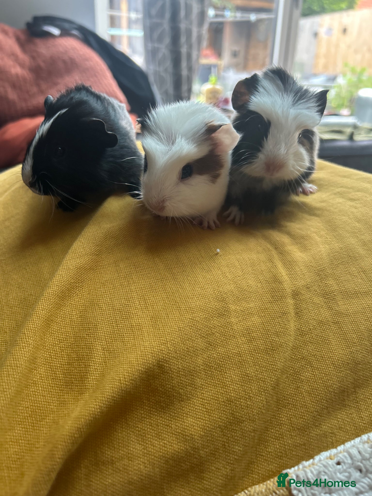 Guinea Pig rodents We have two litters of guinea pigs - Advert 11