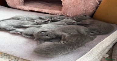 Russian Blue cats - Advert 10
