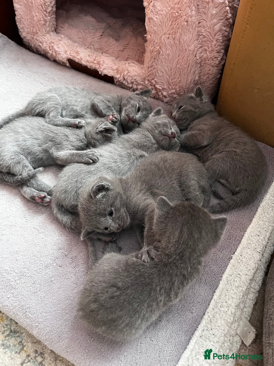 Russian Blue cats for sale: Russian blue kittens GCCF registered  - Image 1
