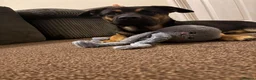 German Shepherd dogs for sale: German shepherd cross both - Advert 5