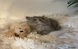 Persian cats for stud: GCCF REGISTERED PERSIAN STUD CHAMPION LINES PROVEN in London - Image 20