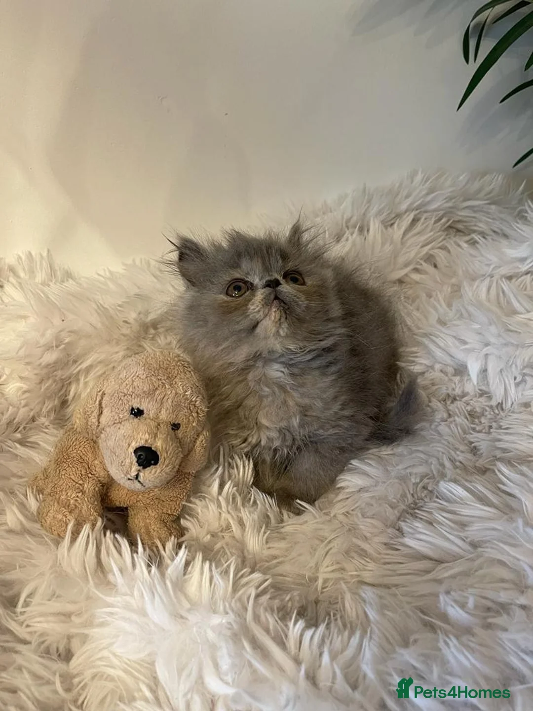 Persian cats for stud: GCCF REGISTERED PERSIAN STUD CHAMPION LINES PROVEN in London - Advert 27