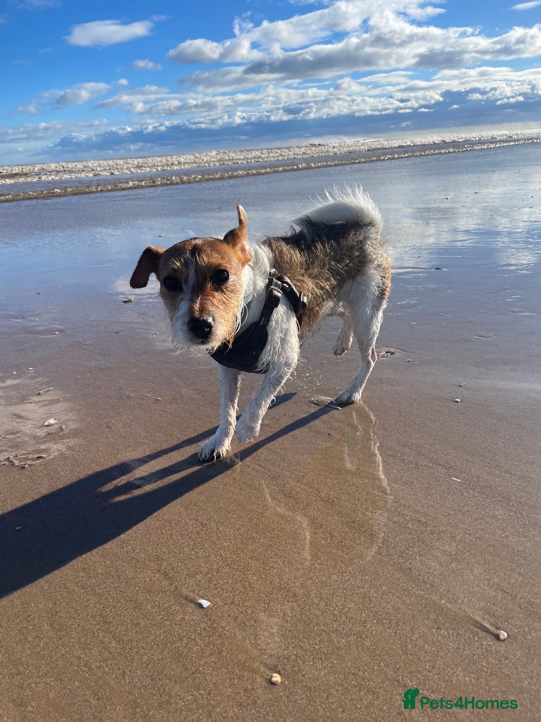 Jack Russell dogs for sale: New home urgently needed  - Advert 4