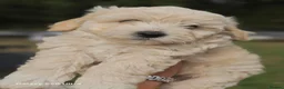 Mixed Breed dogs for sale: Bichon  in Brentwood - Advert 10