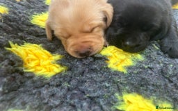 Labrador Retriever dogs for sale: Beautiful Golden and Black Labrador Puppies - Image 7