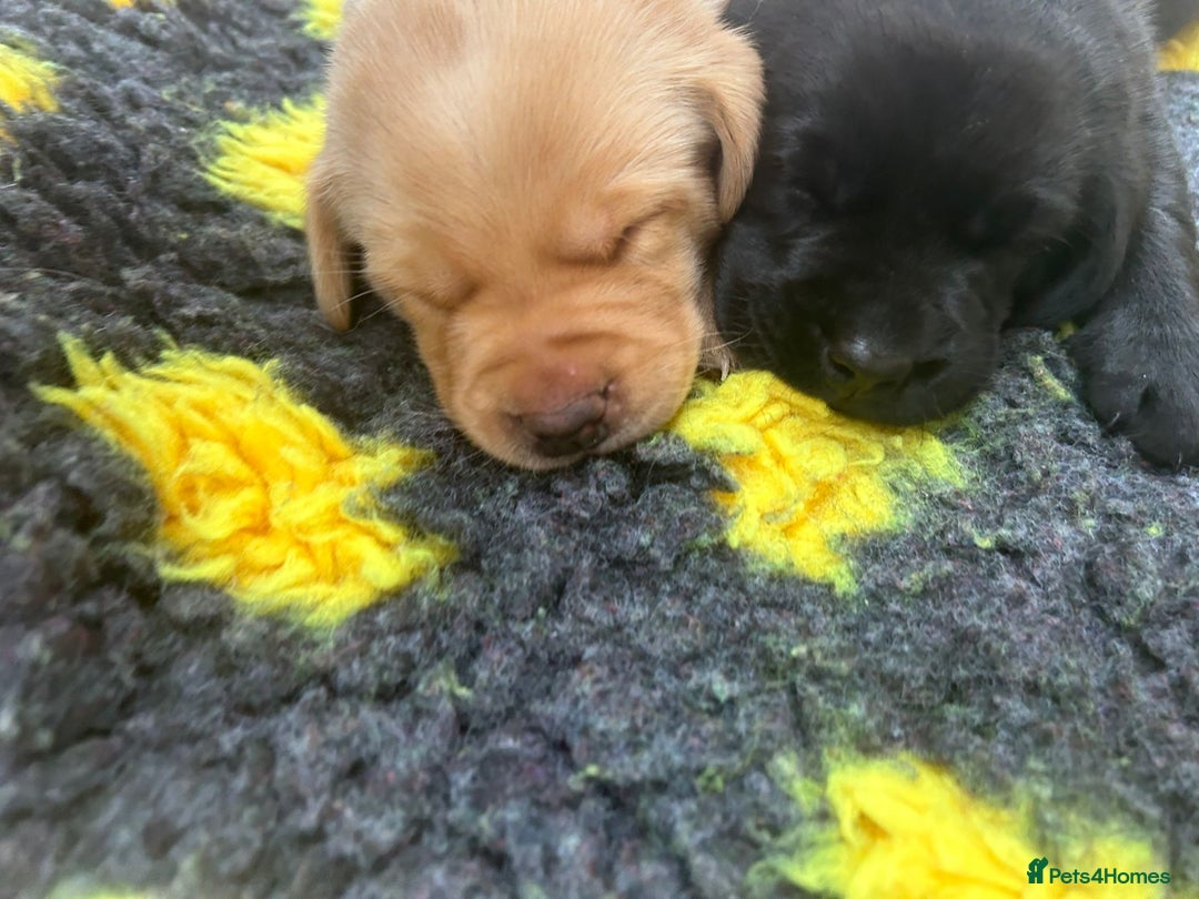Labrador Retriever dogs for sale: Beautiful Golden and Black Labrador Puppies - Image 7