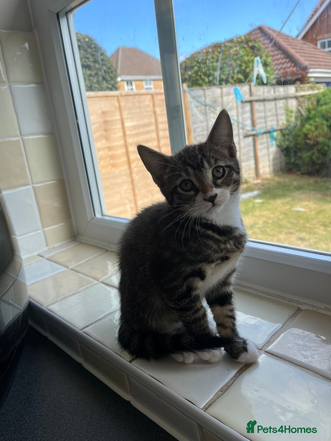 Mixed Breed cats for sale: 1 x Stunning Beautiful Girl Kitten Ready NOW - Image 8