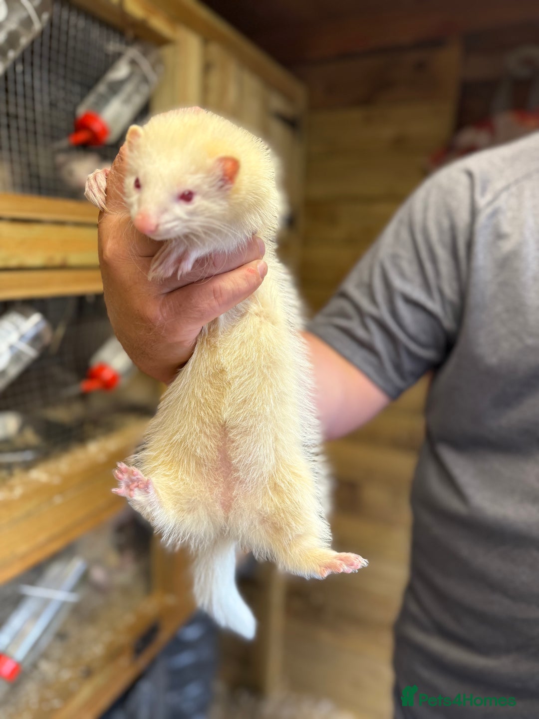 Ferret rodents for sale: Ferret kits - Image 4