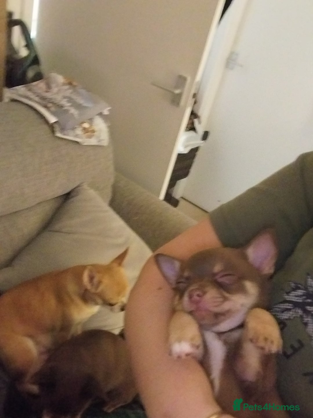 Chihuahua dogs for sale: Chihuahua puppies  - Advert 8