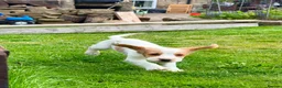 English Springer Spaniel dogs for sale: 2x springer puppies  in Hexham - Advert 5