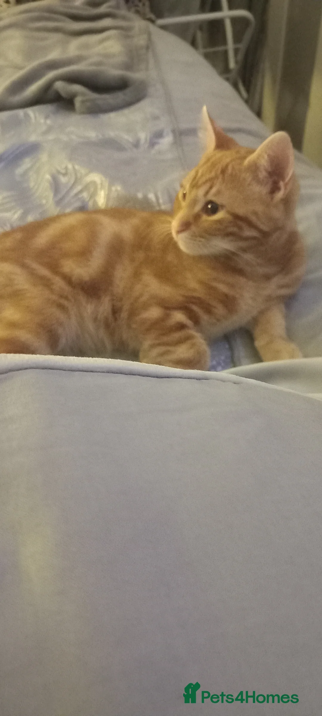 Mixed Breed cats for sale: Ginger kittens - Advert 8