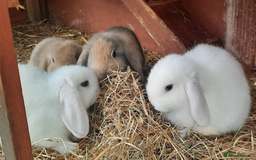 Mini Lop rabbits for sale: 4 mini lop baby rabbits - Image 8