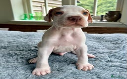 Pointer dogs for sale: KC reg Pointer Puppies - Image 32