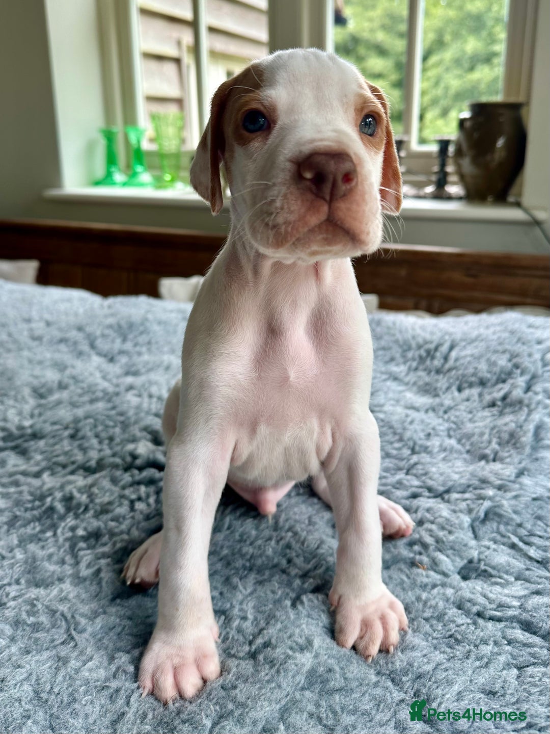Pointer dogs for sale: KC reg Pointer Puppies - Image 32