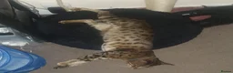 Savannah cats for sale: Buddy 4 year old Male S7 Savannah - Advert 4