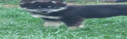 Pomsky dogs for sale: F3 pomsky puppy's for sale  - Advert 6