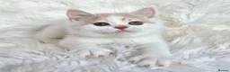 British Shorthair cats for sale: Stunning British shorthair kittens  - Advert 23
