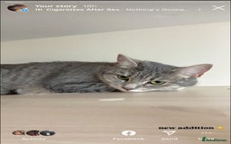 British Longhair cats for sale: Kloud - Image 1