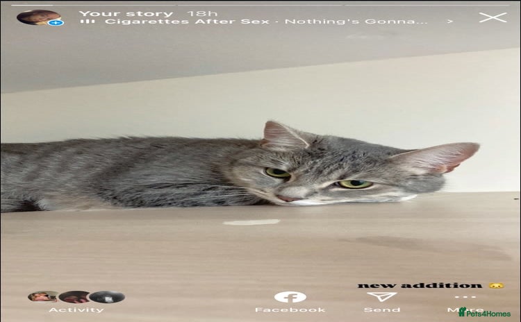 British Longhair cats - Advert 2