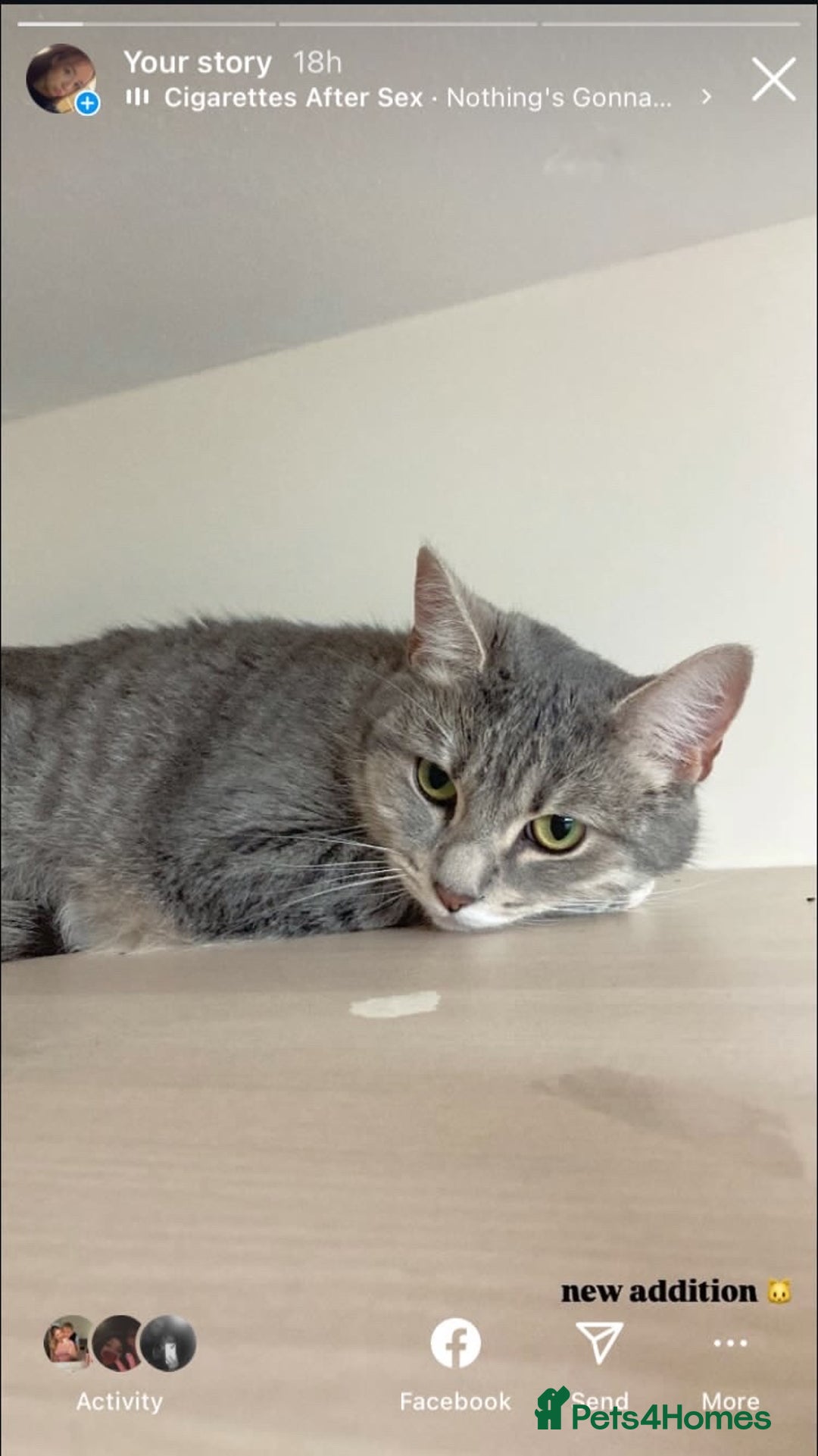 British Longhair cats for sale: Kloud - Image 1