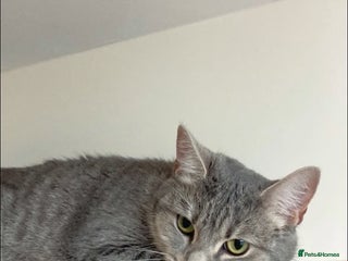 British Longhair cats - Advert 2