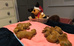 Cockapoo dogs for sale: Red Fox Cockapoo Puppies For Sale In Glasgow - Image 4