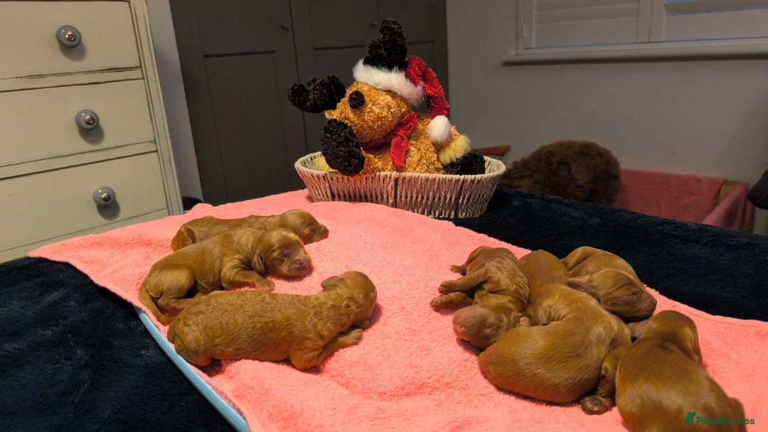 Cockapoo dogs for sale: Red Fox Cockapoo Puppies For Sale In Glasgow - Image 4