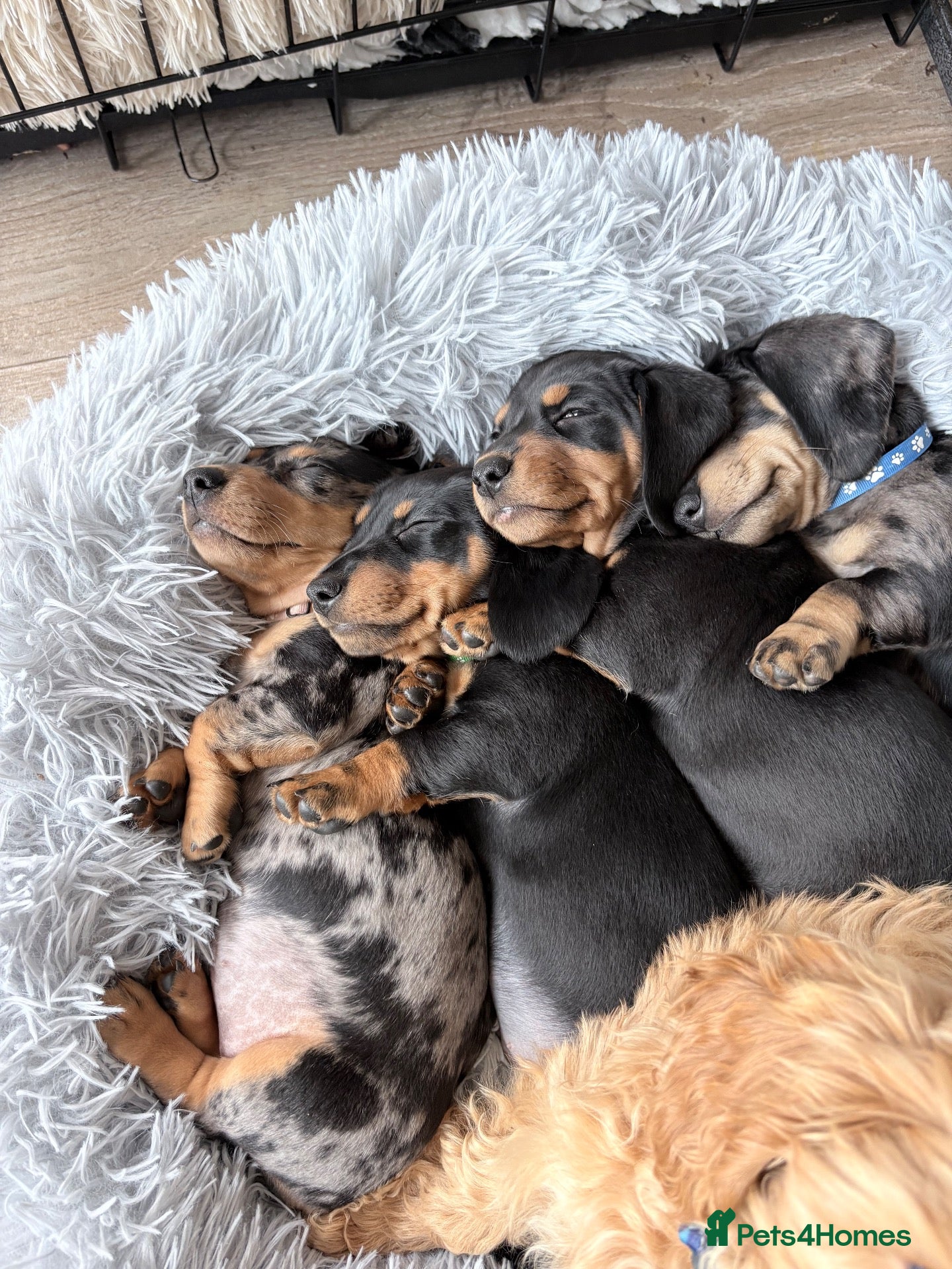 Miniature Dachshund dogs for sale: Beautiful Miniature Daschund’s Male 9 weeks old  - Advert 2