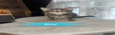 Mixed Breed Kitten 2