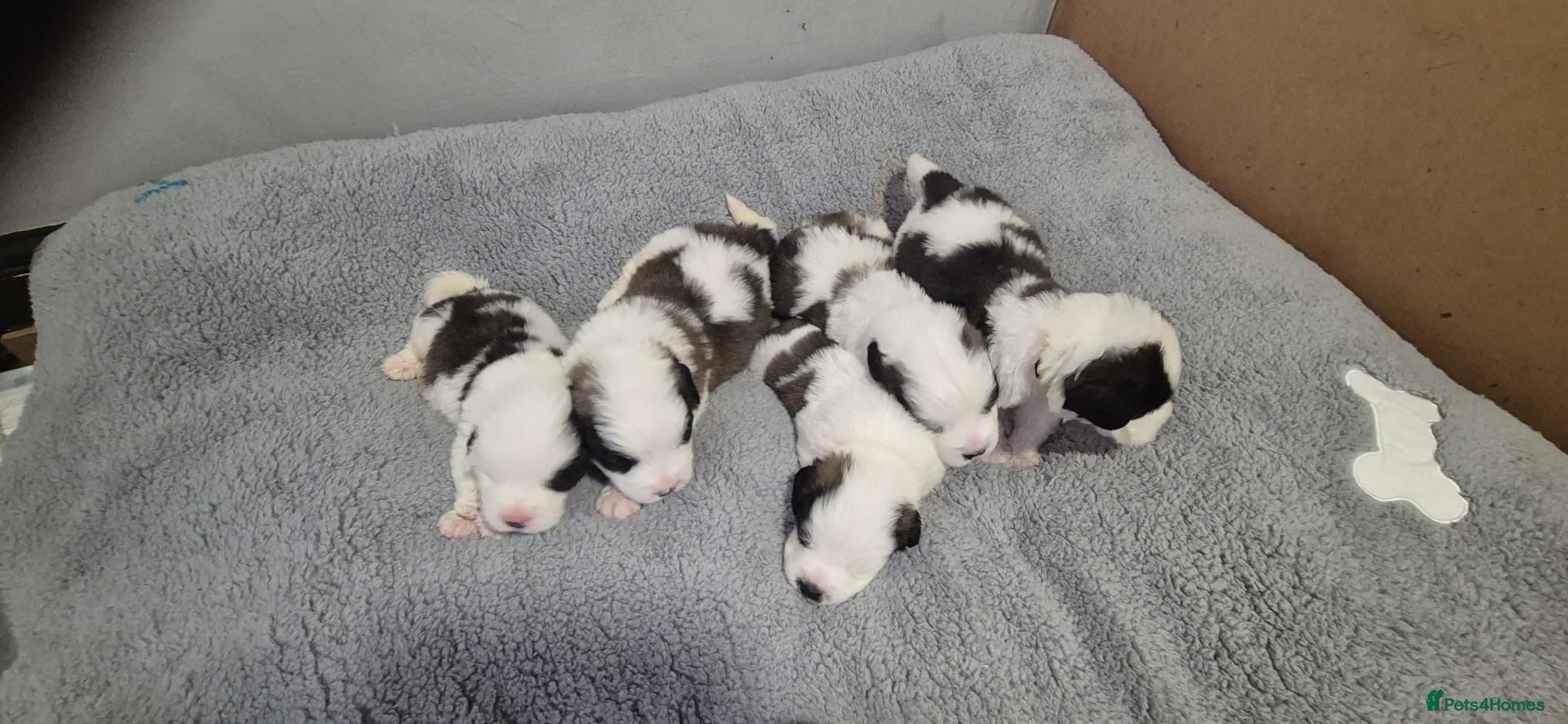 Saint Bernard dogs 4 Saint Bernard Puppies left  - Advert 8