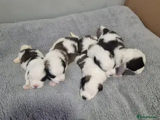 Saint Bernard dogs 4 Saint Bernard Puppies left - Advert 8