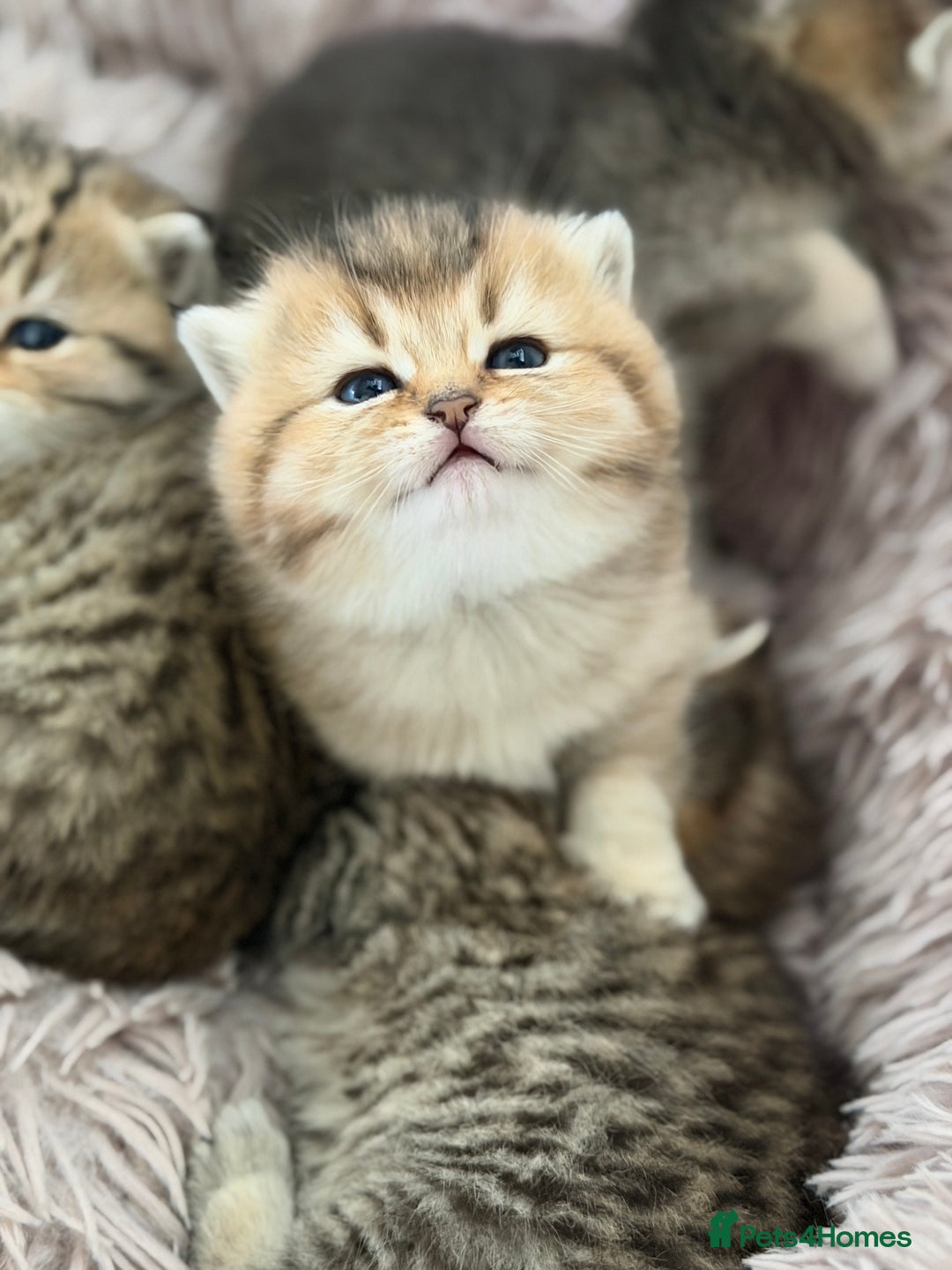 British Shorthair cats for sale: Beautiful British Shorthair Kittens – 5 Available - Advert 4